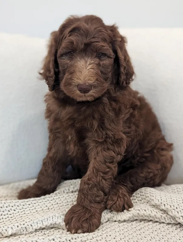Ace, a male Labradoodle for sale in Abbeville, SC – Photo 1 of 3