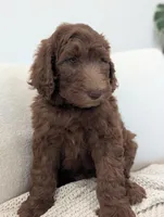 Ace, a male Labradoodle for sale in Abbeville, SC – Photo 3 of 3