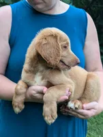 Bo, a male Labradoodle for sale in Abbeville, SC – Photo 3 of 4