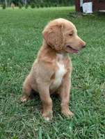 Bo, a male Labradoodle for sale in Abbeville, SC – Photo 1 of 4