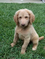 Finley, a male Labradoodle for sale in Abbeville, SC – Photo 1 of 4
