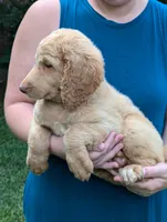 Finley, a male Labradoodle for sale in Abbeville, SC – Photo 3 of 4