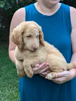 Finley, a male Labradoodle for sale in Abbeville, SC – Photo 2 of 4