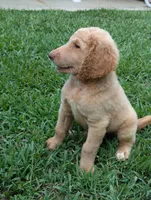 Finley, a male Labradoodle for sale in Abbeville, SC – Photo 4 of 4