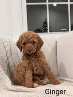 Ginger, a female Labradoodle for sale in Abbeville, SC – Photo 3 of 4