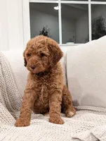 Ginger, a female Labradoodle for sale in Abbeville, SC – Photo 1 of 4