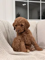 Ginger, a female Labradoodle for sale in Abbeville, SC – Photo 4 of 4