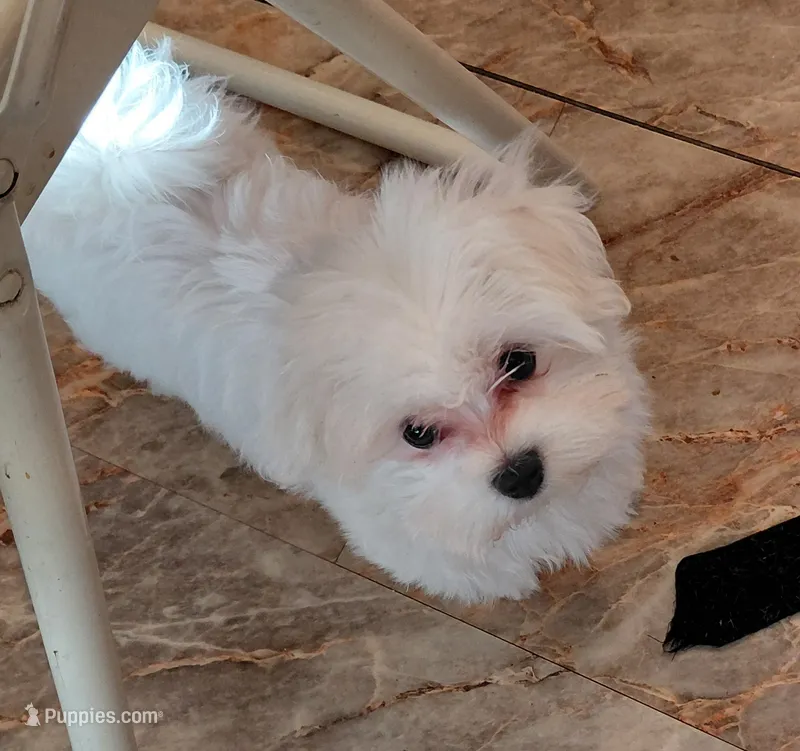 Baby Girl – Maltese puppy for sale in Bee Spring, KY