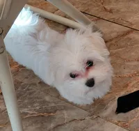 Baby Girl, a male Maltese for sale in Bee Spring, KY – 1 of 1