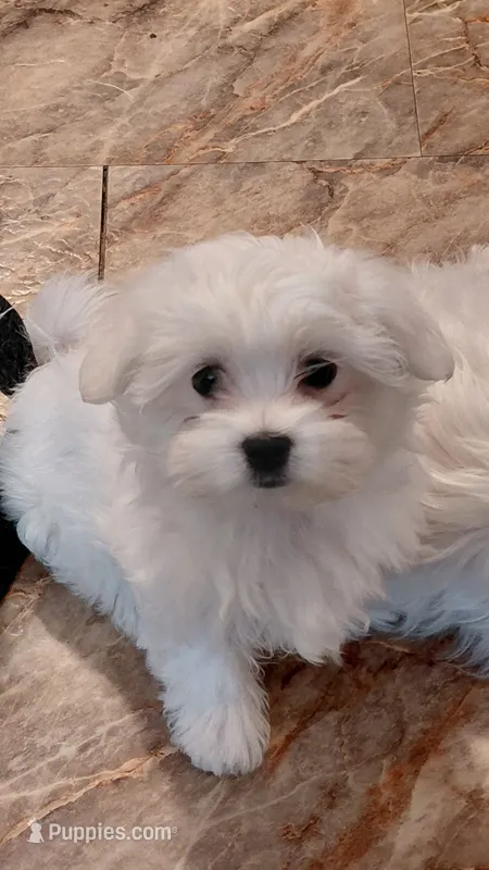 Little Boy #3 – Maltese puppy for sale in Bee Spring, KY