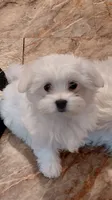 Little Boy #3, a male Maltese for sale in Bee Spring, KY – 1 of 2