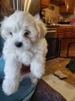 Bunny , a female Maltese for sale in Bee Spring, KY – 1 of 1