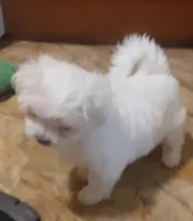 Tinker, a female Maltese for sale in Bee Spring, KY – Photo 5 of 5