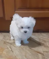 Tinker, a female Maltese for sale in Bee Spring, KY – Photo 1 of 5