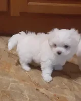 Tinker, a female Maltese for sale in Bee Spring, KY – Photo 3 of 5