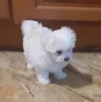 Tinker, a female Maltese for sale in Bee Spring, KY – Photo 4 of 5