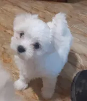 Tinker, a female Maltese for sale in Bee Spring, KY – Photo 2 of 5