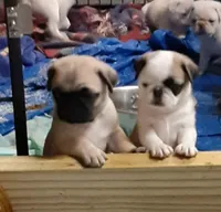 Pandora, a female Pug for sale in Bee Spring, KY – Photo 2 of 5