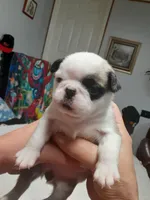 Pandora, a female Pug for sale in Bee Spring, KY – Photo 5 of 5