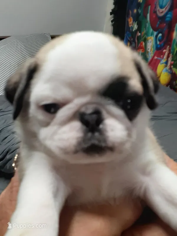 Pandora, a female Pug for sale in Bee Spring, KY – Photo 1 of 5