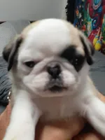 Pandora, a female Pug for sale in Bee Spring, KY – Photo 1 of 5