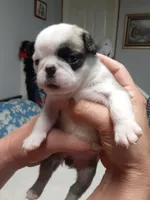 Pandora, a female Pug for sale in Bee Spring, KY – Photo 4 of 5