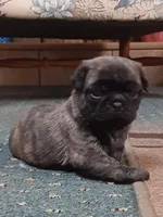 Delilah's Girl, a female Pug for sale in Bee Spring, KY – Photo 1 of 2