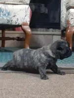 Delilah's Girl, a female Pug for sale in Bee Spring, KY – Photo 2 of 2