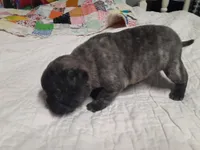 China doll, a female Pug for sale in Bee Spring, KY – Photo 2 of 2