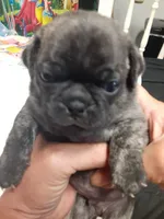 China doll, a female Pug for sale in Bee Spring, KY – Photo 1 of 2