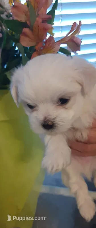 Little Boy #1 – Maltese puppy for sale in Bee Spring, KY