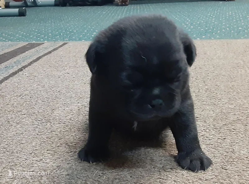 Delilah's Black Girl, a female Pug for sale in Bee Spring, KY – Photo 1 of 2