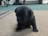 Delilah's Black Girl, a female Pug for sale in Bee Spring, KY – Photo 2 of 2
