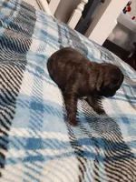 Toby, a male Pug for sale in Bee Spring, KY – Photo 2 of 2