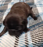 Toby, a male Pug for sale in Bee Spring, KY – Photo 1 of 2