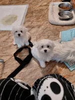 Little Boy #3, a male Maltese for sale in Bee Spring, KY – 2 of 2