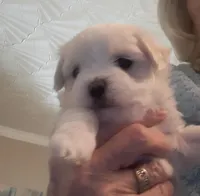 BAM Bam, a male Maltese for sale in Bee Spring, KY – Photo 2 of 2