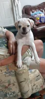 Buck (MALE), a male Pug for sale in Bee Spring, KY – Photo 2 of 2
