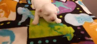 tiny, a female Maltese for sale in Bee Spring, KY – Photo 2 of 2