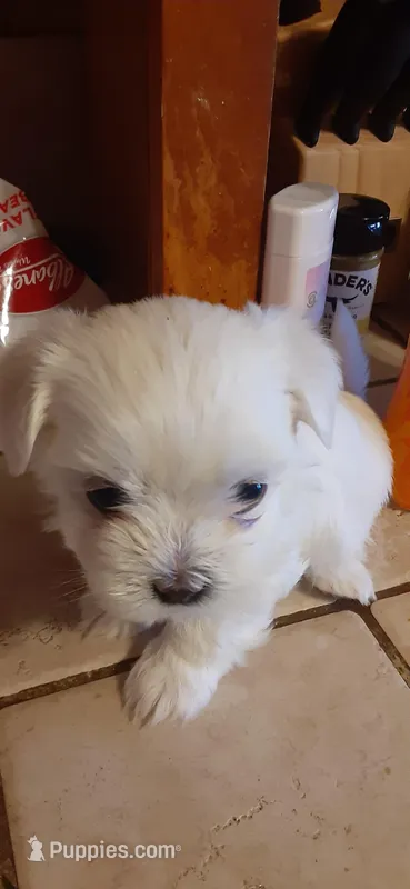 tiny Male, a male Maltese for sale in Bee Spring, KY – Photo 1 of 1