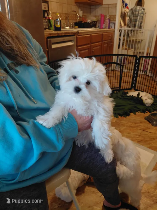 BREE – Maltese puppy for sale in Bee Spring, KY
