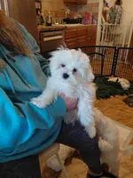 BREE, a female Maltese for sale in Bee Spring, KY – 1 of 1