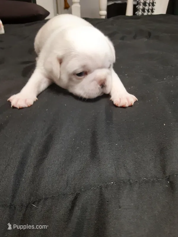 Snow Flake, a female Pug for sale in Bee Spring, KY – Photo 1 of 2