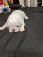 Snow Flake, a female Pug for sale in Bee Spring, KY – Photo 2 of 2