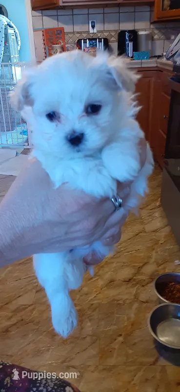 Little Boy #3 – Maltese puppy for sale in Bee Spring, KY