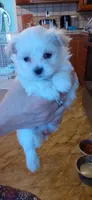 Little Boy #3, a male Maltese for sale in Bee Spring, KY – 1 of 1