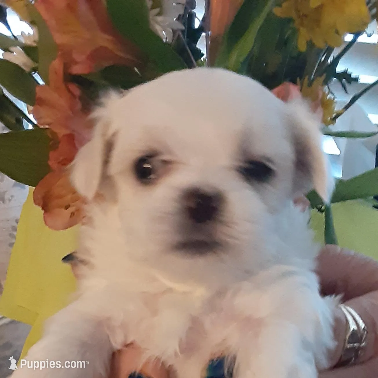 Mickey, a female Maltese for sale in Bee Spring, KY – Photo 1 of 1