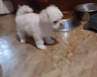 Korean Boy 2, a male Maltese for sale in Bee Spring, KY – Photo 2 of 3