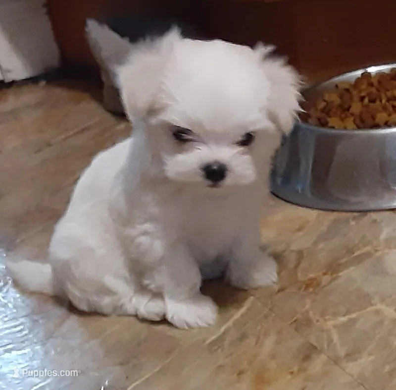 Korean Boy 2, a male Maltese for sale in Bee Spring, KY – Photo 1 of 3