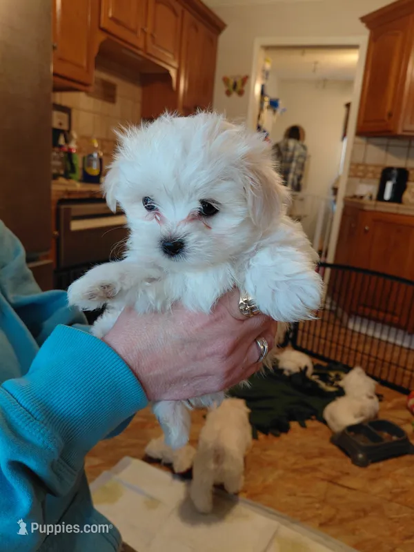 Boo Boo, a male Maltese for sale in Bee Spring, KY – 1 of 1